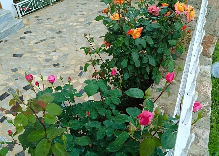 Elision Guest house 3*